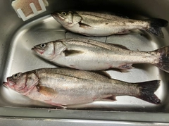 スズキの釣果
