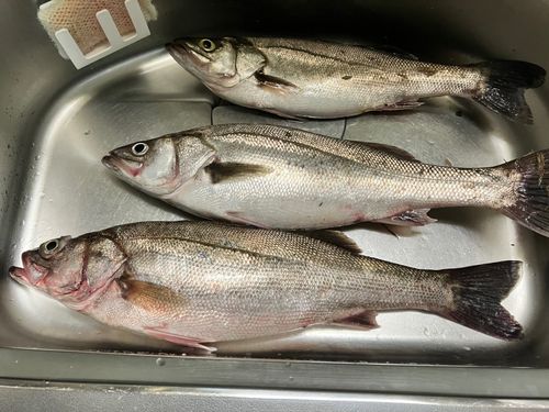 スズキの釣果