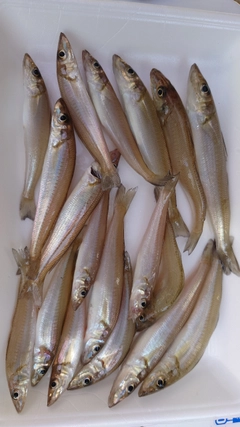 シロギスの釣果