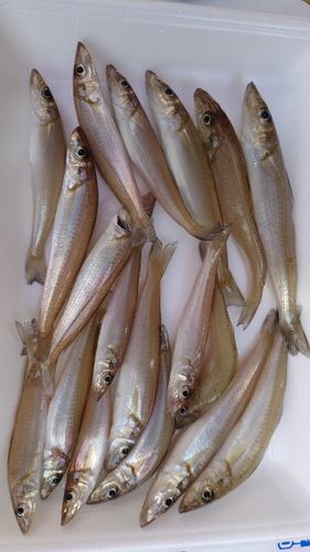 シロギスの釣果