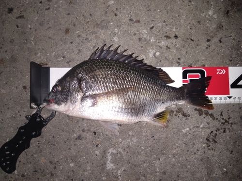キチヌの釣果