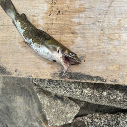 アメリカナマズ