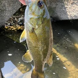 スモールマウスバス