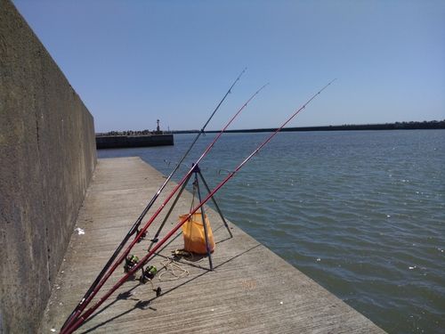 コマイの釣果