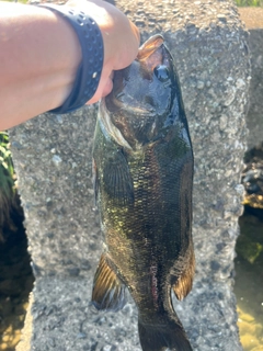 スモールマウスバスの釣果