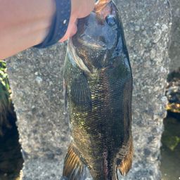 スモールマウスバス