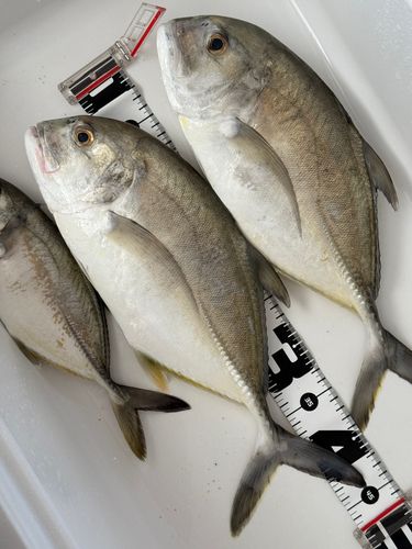 メッキの釣果
