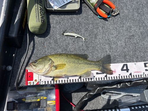 ブラックバスの釣果