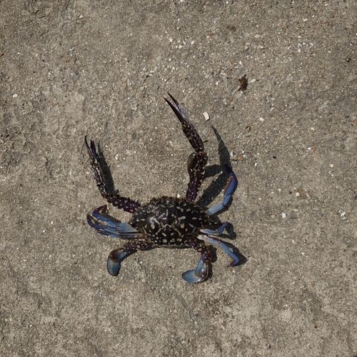 テナガエビの釣果