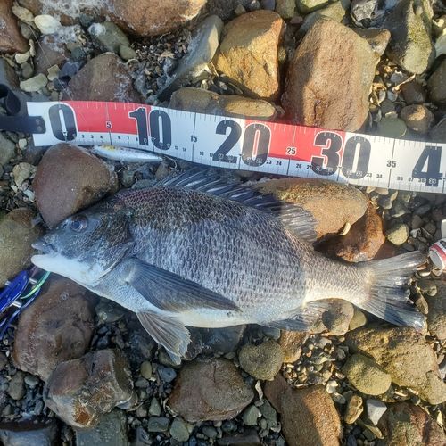 チヌの釣果