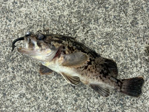 クロソイの釣果