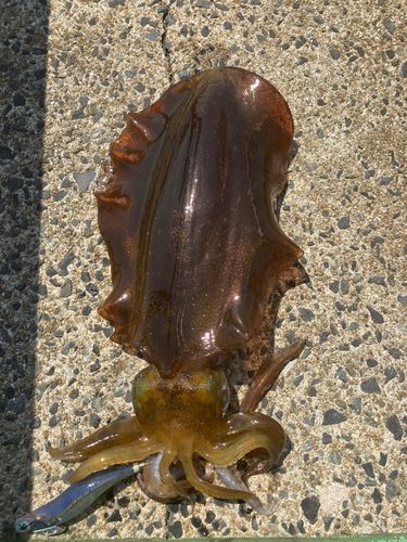 アオリイカの釣果