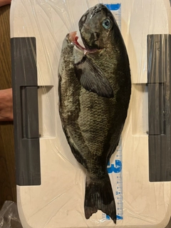 メジナの釣果