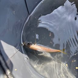 アジ