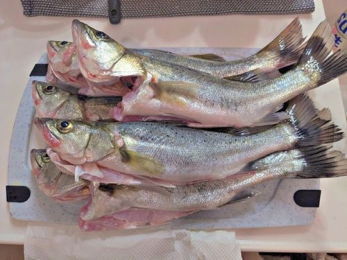 シーバスの釣果
