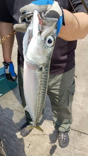 サバの釣果