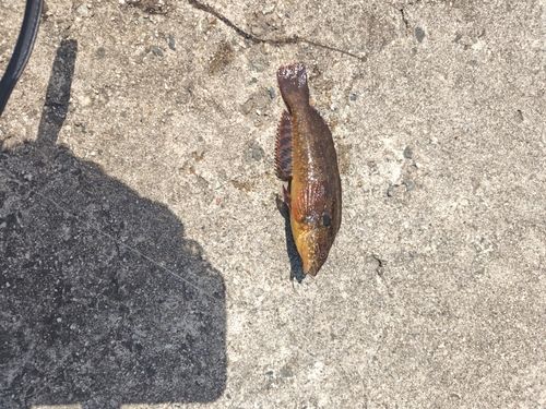 アイナメの釣果