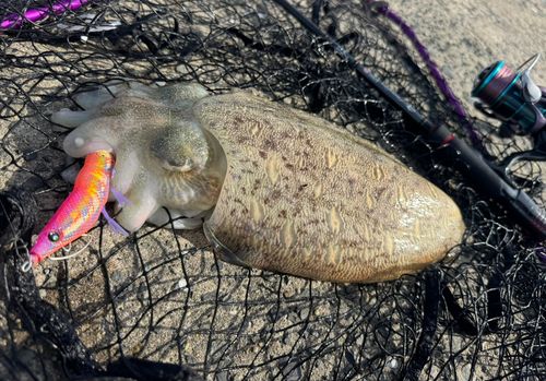 モンゴウイカの釣果
