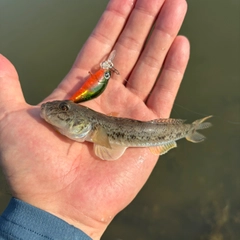 ハゼの釣果