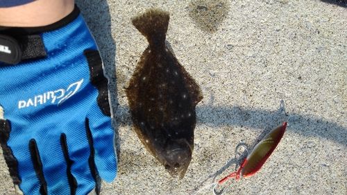 ソゲの釣果