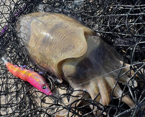 モンゴウイカの釣果