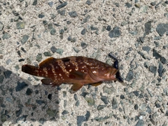 キジハタの釣果