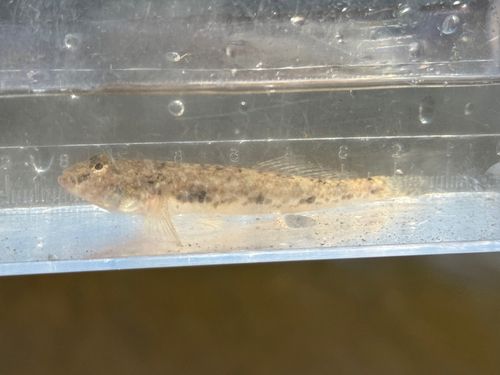マハゼの釣果