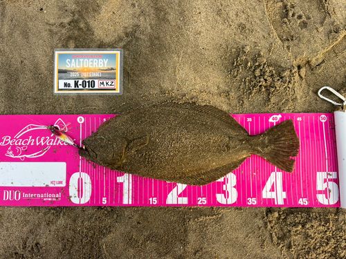 ヒラメの釣果