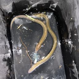ニホンウナギ