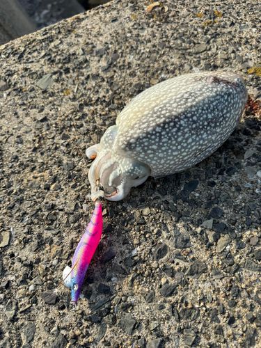 シリヤケイカの釣果