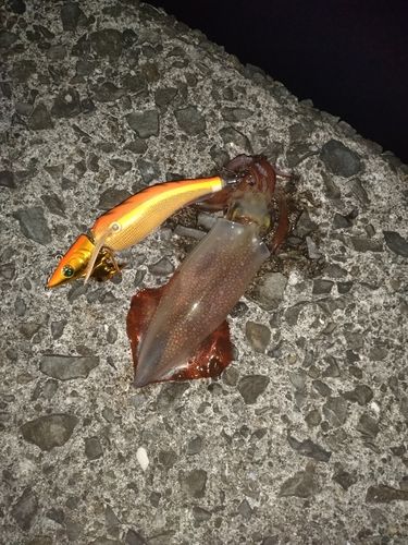 ケンサキイカの釣果