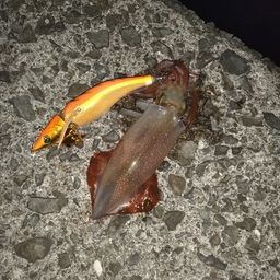 ケンサキイカ