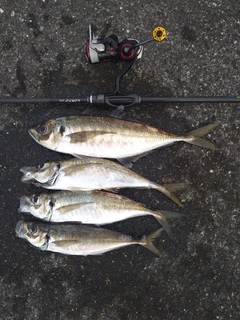 アジの釣果
