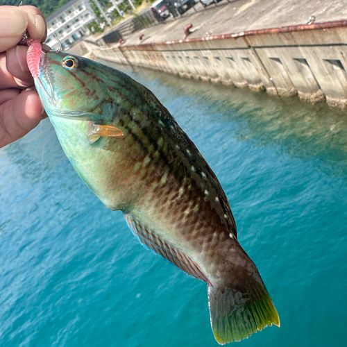 ホシササノハベラの釣果