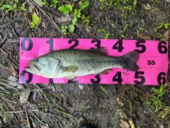 ブラックバスの釣果