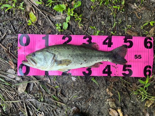 ブラックバスの釣果