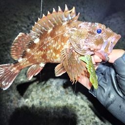 カサゴ