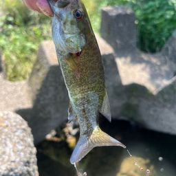 スモールマウスバス