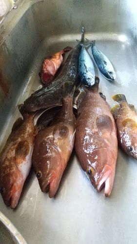 キジハタの釣果