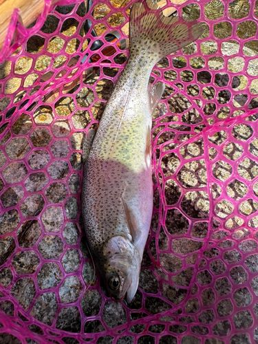 ニジマスの釣果