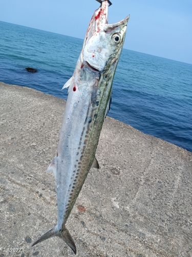 サゴシの釣果