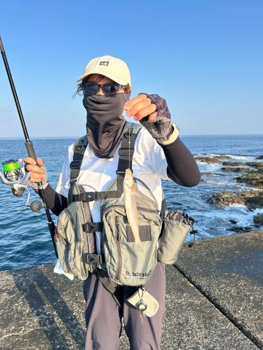 シロギスの釣果
