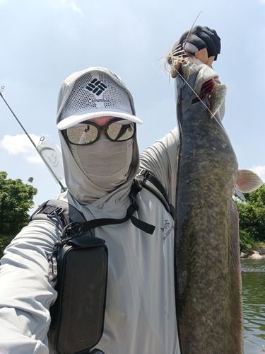 ナマズの釣果