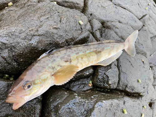 ホッケの釣果