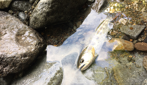 イワナの釣果