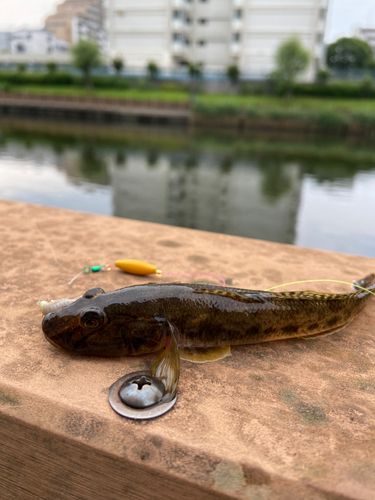 マハゼ
