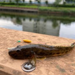 マハゼ