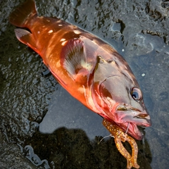 アカハタの釣果