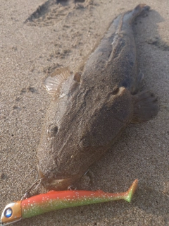 マゴチの釣果