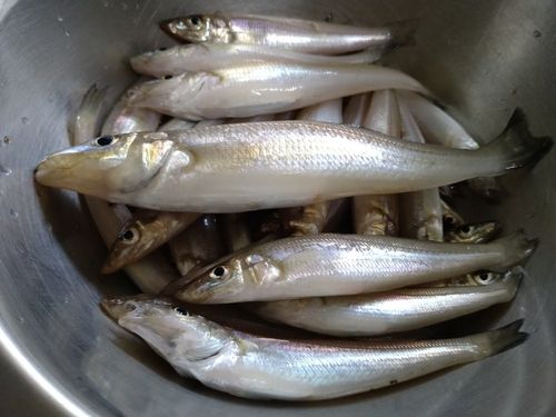 シロギスの釣果